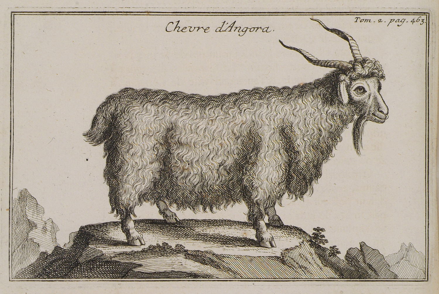 Chevre_d'Angora_-_Tournefort_Joseph_Pitton_De_-_1717