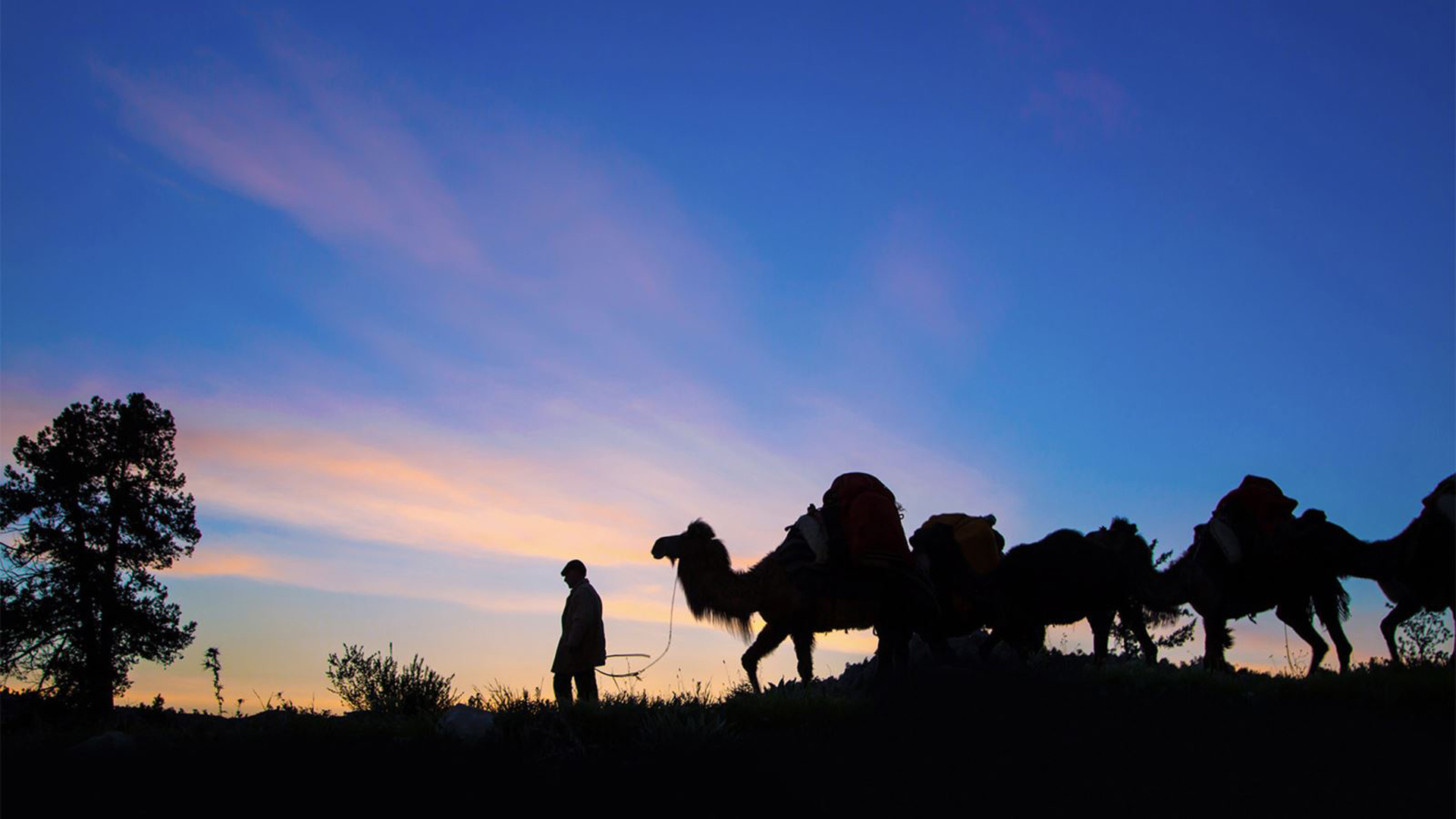 Türklere Küsen Hayvan: Deve 